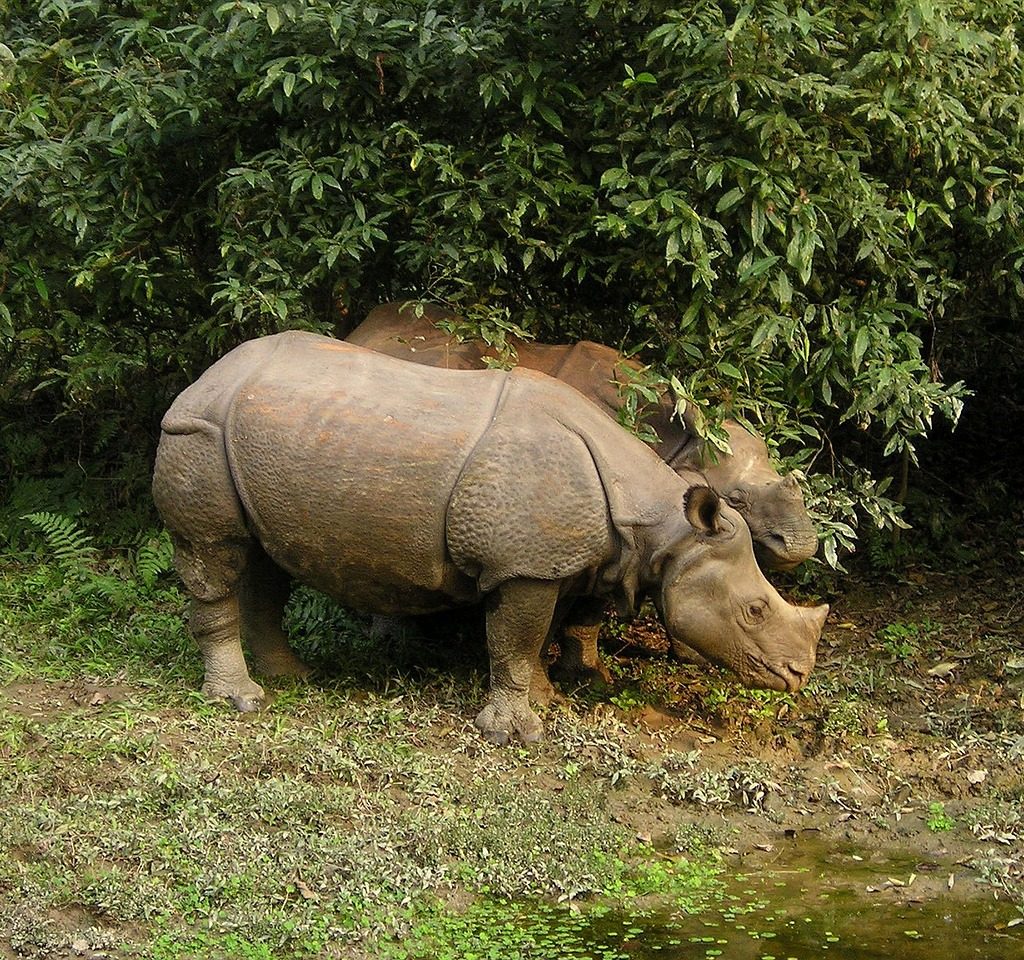 rhinos, rhino, nepal-382.jpg